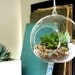 Hens and Chicks Hens and Chicks Echeveria Succulent Hanging Terrarium in Glass Globe - Kit