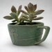 Pachyveria Powder Puff Exotica in Vintage Arts and Crafts Cup - Kit