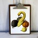 Vintage Book Page - Vintage Illustrations - 1969 - Brazilian Pumpkin, Squash, Whale Pumpkin - For Framing, Decoupage, Mixed Media, Assemblage, Collage