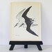 Black Skimmer - Vintage Book Page - 1974