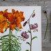 Vintage Flower Plate - Lily - Botanical Illustration 1968