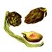 Vintage Print - Artichoke - Book Plate - 1965