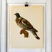 Dove - Vintage Birds Book Plate - 1970