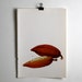 Vintage Print - Cocoa - Book Plate - 1965