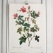 Large Vintage Pierre Redoute Book Plate - Roses