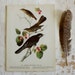 Thrush, Solitaire and Jay - Vintage Bird Plate - 1967