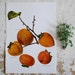 Vintage Print - Persimmon, Fuji - Book Plate - 1965