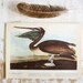 Brown Pelican - Vintage Bird Plate - 1967