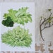 Vintage Print - Endive, Escarole - Book Plate - 1965