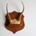 Tiny Vintage Suede-wrapped Mounted Deer Antlers