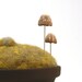 Terrarium Decor - Realistic Miniature Mushrooms Set of 2 Made To Order Brown and White - Pin Cushion Accessories