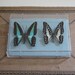 ON SALE Field Study: A pair of Butterflies