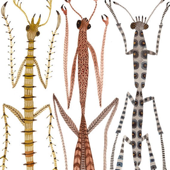 Walking Sticks and Mantids insect specimens original