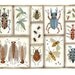 Beetles Weevils and Flies No. 7 original watercolor painting