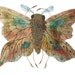 giant speckled metalmark butterfly original watercolor painting