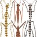 Walking Sticks and Mantids insect specimens original watercolor painting