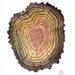 Log No. 68 original watercolor painting