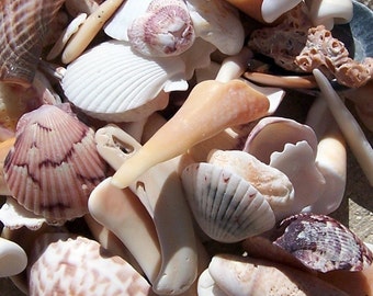 Sea Shells from the Gulf of Mexico, Several Size Options