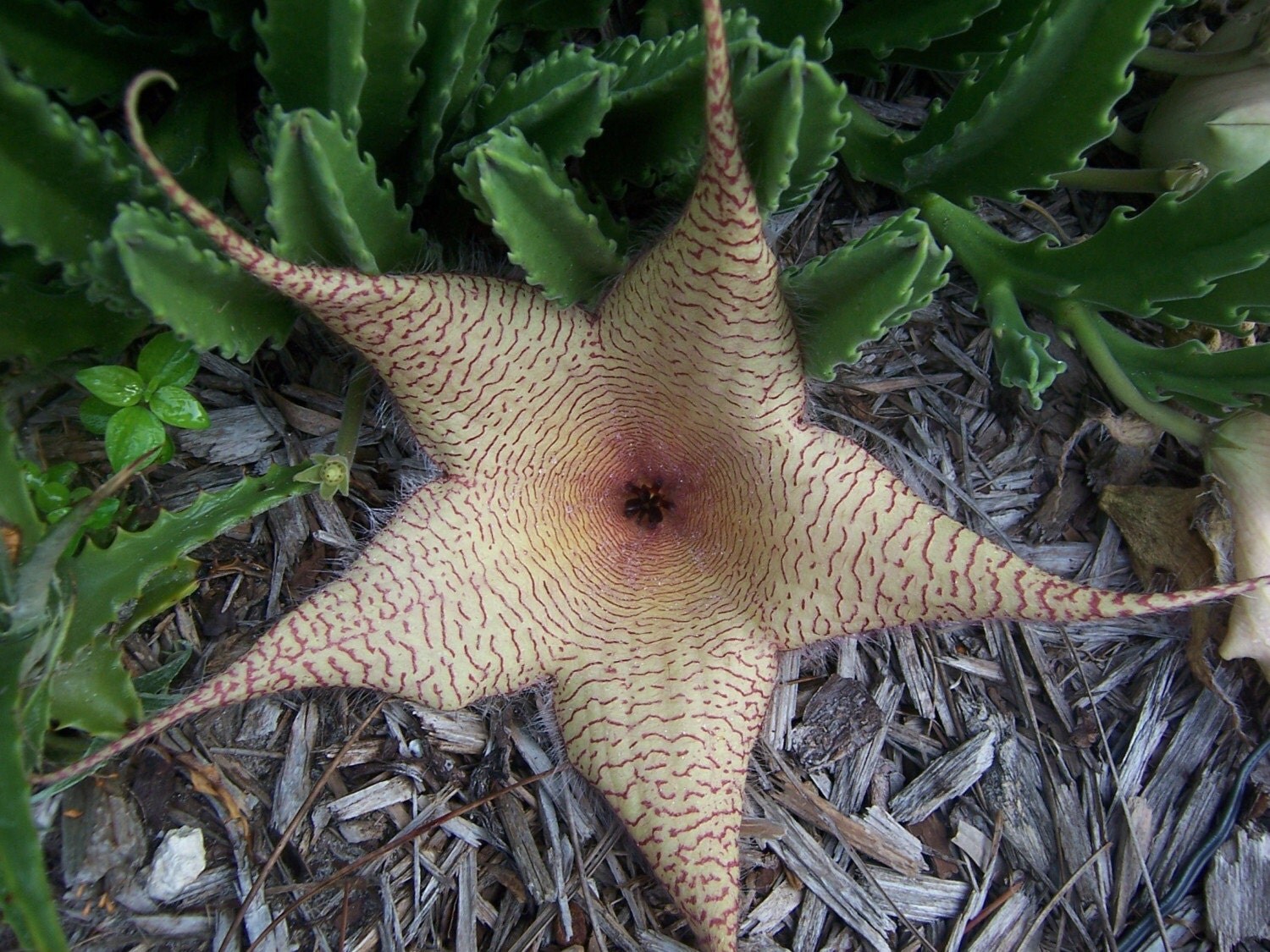 Star Flower Cactus Plant cutting