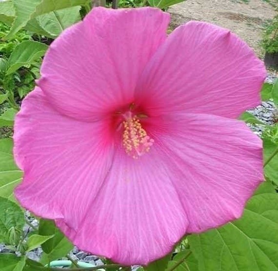 25 Seeds Perennial Dinner Plate Hibiscus