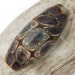 Midnight Tide Pools - Handmade Lampwork Focal - Etched Glass Bead