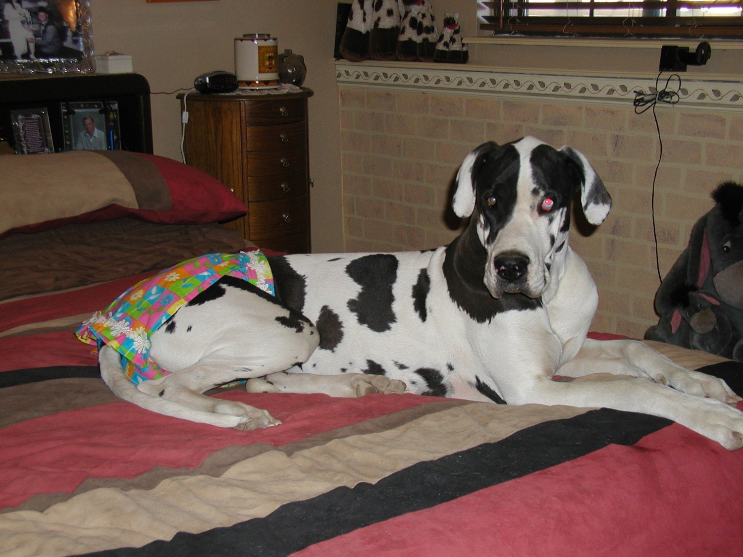 Great Dane Diaper/Heat/Incontience by DAISYSBIGDOGBOUTIQUE on Etsy