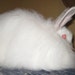 WHITE ANGORA rabbit, Spinning Fiber, fine white, 1 ounce