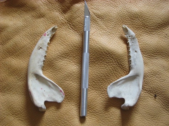 Pair of opossum jaw bones DESTASH