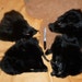 Lot of four large black dyed Arctic fox fur faces for craft, fly tying or display DESTASH