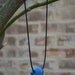 Short Necklace with Blue Bead