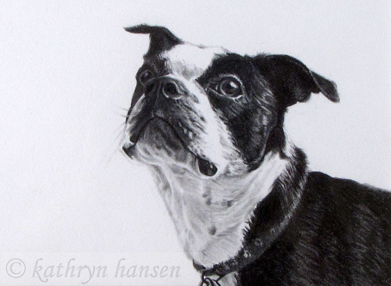 Boston Terrier original graphite drawing by kathrynhansenart