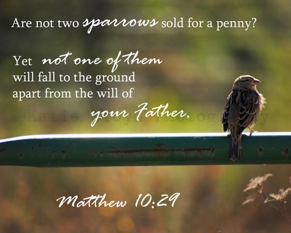 Items similar to Scripture and a Snapshot - Matthew 10:29 - 8x10 Fine ...