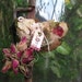 The LOVE Bird specimen, please do not purchase unless you are Solvejg