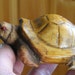 Hand Carved Wood Box Turtle