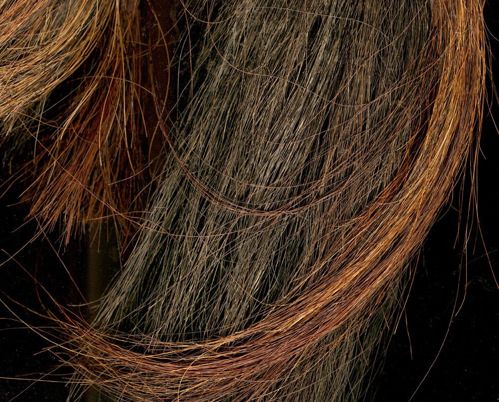 Horse Hair 8x10 Signed Fine Art Photograph by KatheLeSage on Etsy