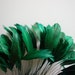 STRIPPED COQUE TAIL /Emerald Green / 20