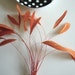 STRIPPED COQUE TAIL / Persimmon, Carrot Orange /1147
