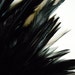 COQUE SADDLE FEATHER Darkest Black/Ebony / 491