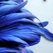 COQUE Tail Feathers Loose / Cobalt, Duke Blue / 199