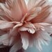 VOGUE GOOSE NAGOIRE Antique French Pink / 816