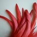 RESERVED COQUE Tail Feathers Loose / Coral Red / 219