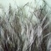 OSTRICH FEATHER FRINGE Antique Grey / 312