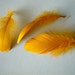 GOOSE COQUILLE FEATHERS, Golden Yellow / 432