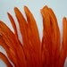 COQUE TAIL FEATHERS Loose / Carrot Orange / 166 - A