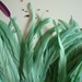 COQUE TAIL FEATHERS Exclusive Quality, XLong / Mint Green, Aqua / 1109