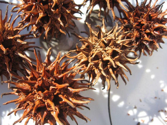 Items similar to Set of 50 prickly seed pods from the ...