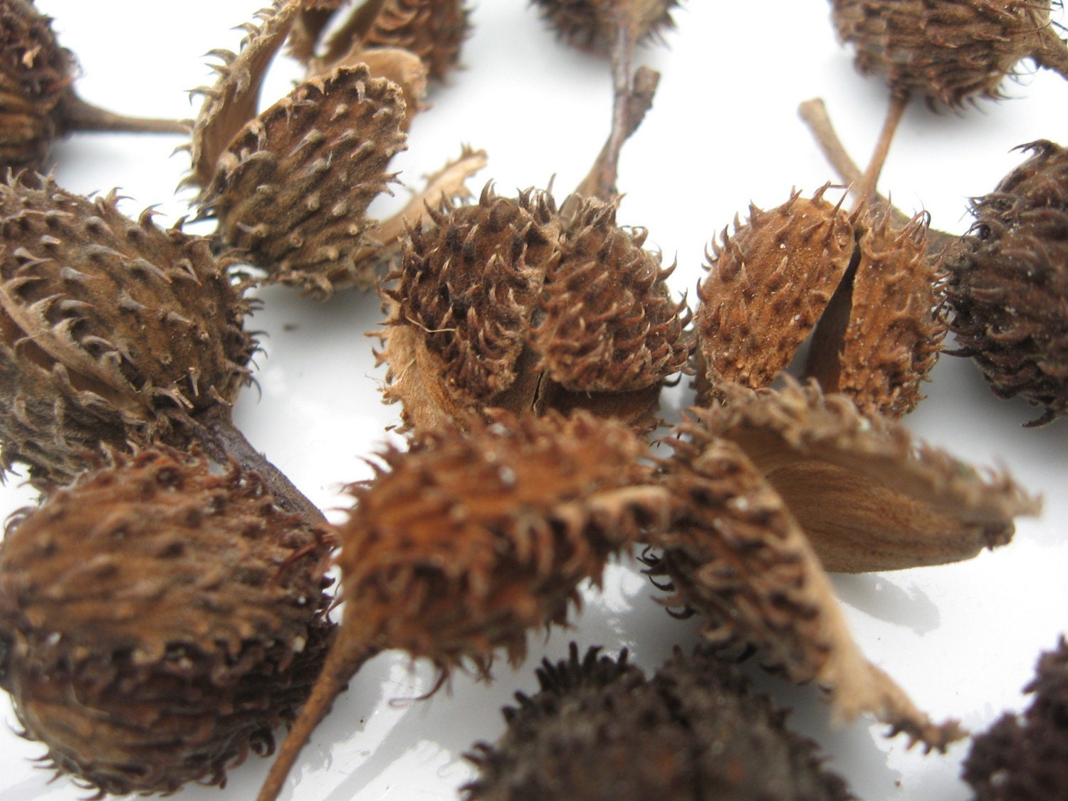 100 dried Beech tree prickly furry seedpods. Brown pods