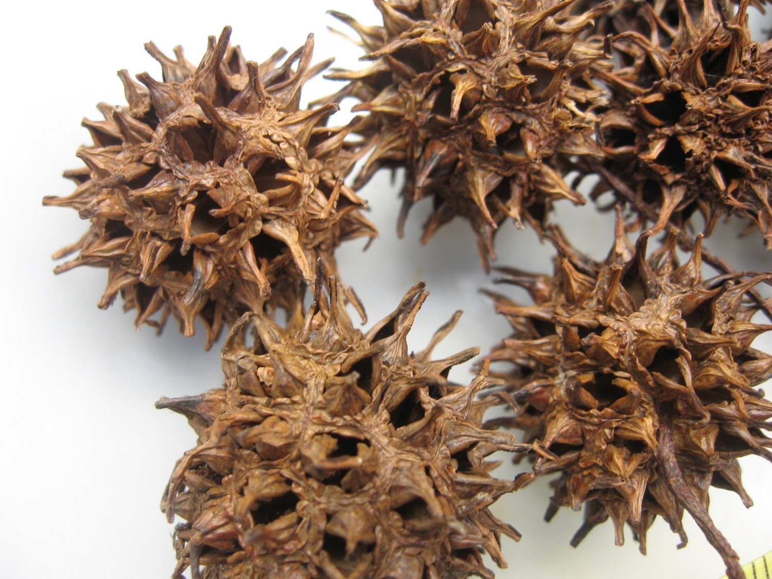 Set of 75 prickly seed pods from the Sweetgum tree. Many have