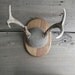 deer antler mount