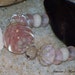Minx Blooms Lampwork Glass Art Bead Set SRA